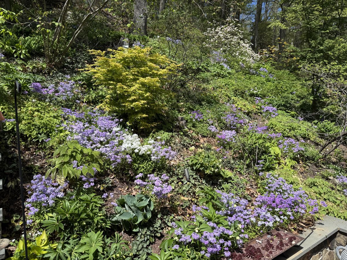 Spring woodland garden with phlox in bloom